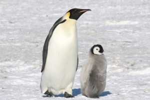 emperor-penguin-habitat